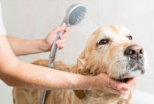 Dog Grooming